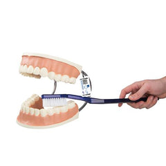 Giant Dental Care Model, 3 times Life-Size - 3B Smart Anatomy