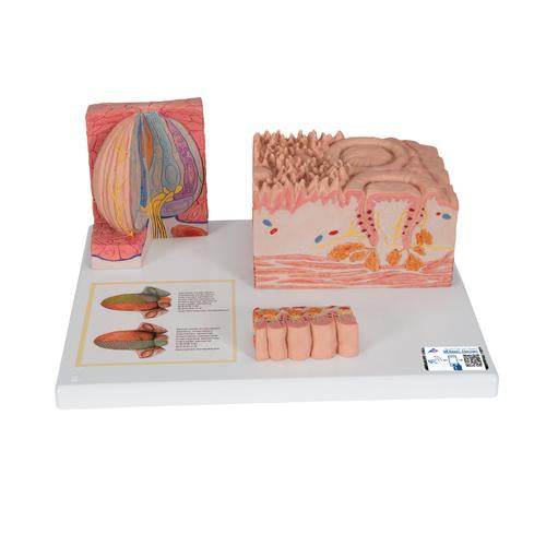 3B MICROanatomy Human Tongue Model - 3B Smart Anatomy