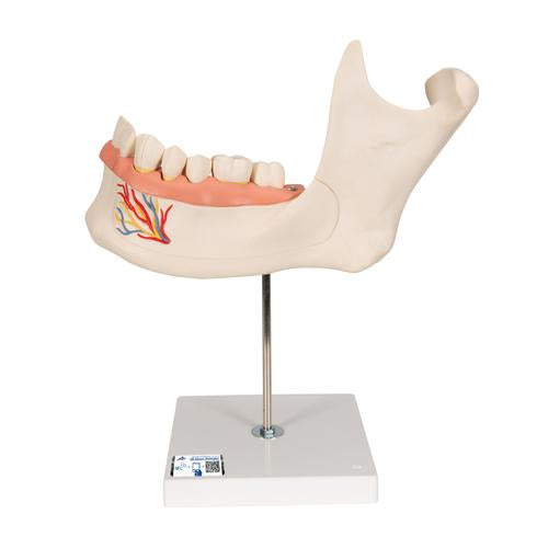 Half Lower Human Jaw Model, 3 times Full-Size, 6 part - 3B Smart Anatomy