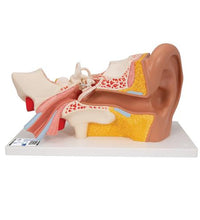 Human Ear Model, 3 times Life-Size, 4 part - 3B Smart Anatomy