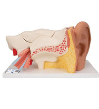 Human Ear Model, 3 times Life-Size, 6 part - 3B Smart Anatomy