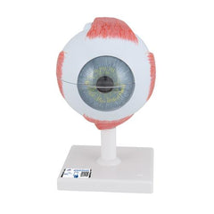 Human Eye Model, 5 times Full-Size, 6 part - 3B Smart Anatomy