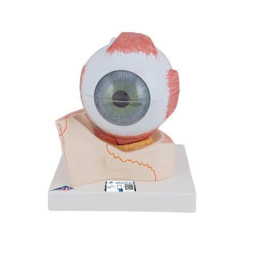 Human Eye Model, 5 times Full-Size, 7 part - 3B Smart Anatomy