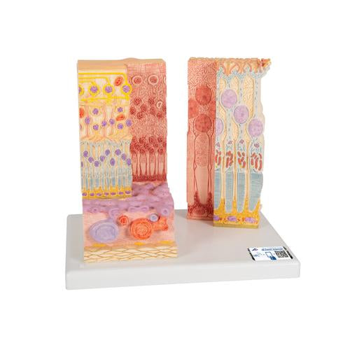 3B MICROanatomy Human Eye Model - 3B Smart Anatomy