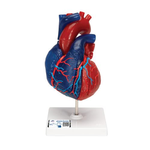 Life-Size Human Heart Model, 5 parts - 3B Smart Anatomy