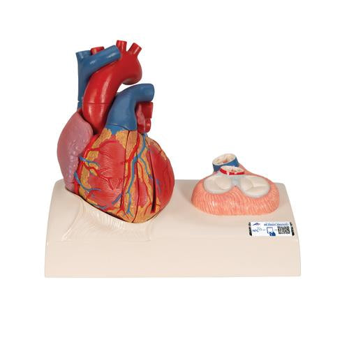 Life-Size Human Heart Model, 5 parts with Representation of Systole - 3B Smart Anatomy