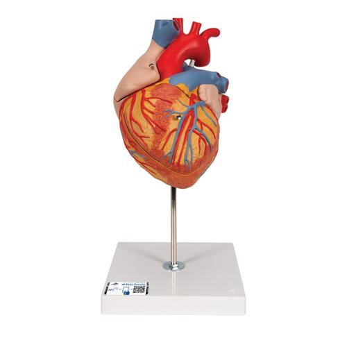 Human Heart Model, 2-times Life-Size, 4 part - 3B Smart Anatomy
