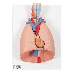 Human Lung Model with Larynx, 7 part - 3B Smart Anatomy