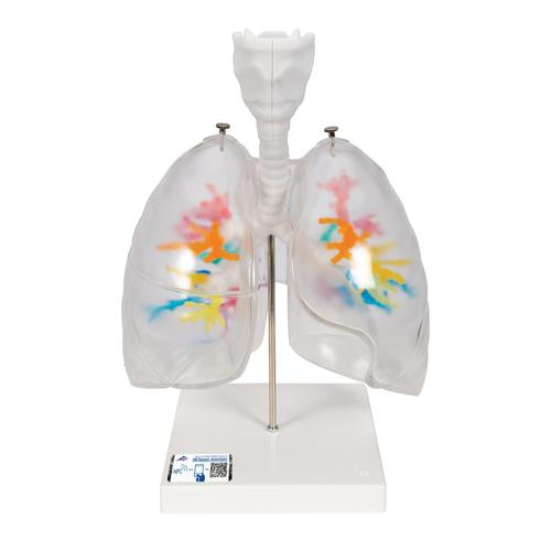CT Bronchial Tree Model with Larynx & Transparent Lungs - 3B Smart Anatomy