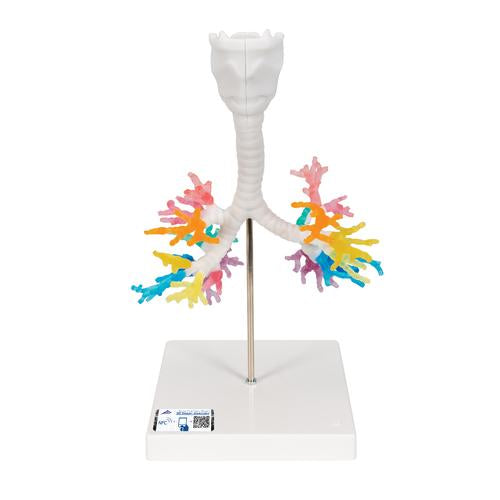 CT Bronchial Tree Model with Larynx - 3B Smart Anatomy