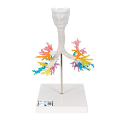 CT Bronchial Tree Model with Larynx - 3B Smart Anatomy