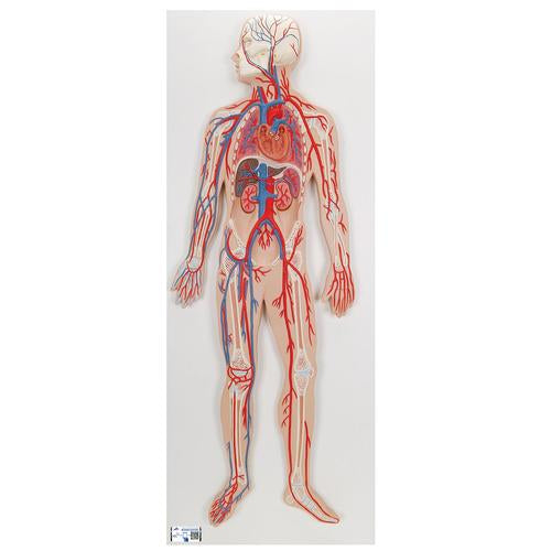 Human Circulatory System Model - 3B Smart Anatomy