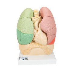 Segmented Lung Model - 3B Smart Anatomy