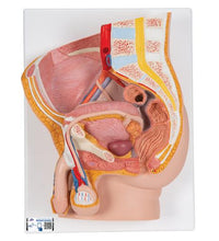Male Pelvis Model in Median Section, 2 part - 3B Smart Anatomy