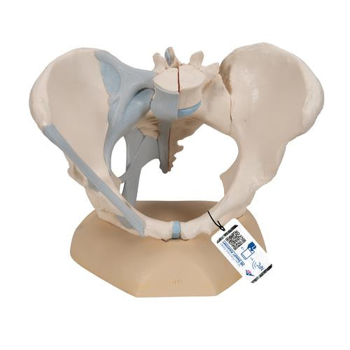 Female Pelvis Skeleton Model with Ligaments, 3 part - 3B Smart Anatomy