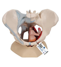 Female Pelvis Skeleton Model with Ligaments, Muscles & Organs, 4 part - 3B Smart Anatomy