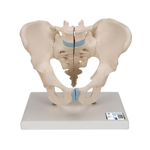 Male Pelvis Skeleton Model, 3 part - 3B Smart Anatomy