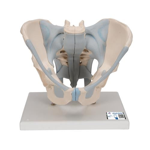 Human Male Pelvis Skeleton Model with Ligaments, 2 part - 3B Smart Anatomy