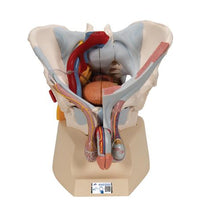 Male Pelvis Skeleton Model with Ligaments, Vessels, Nerves, Pelvic Floor Muscles & Organs, 7 part - 3B Smart Anatomy