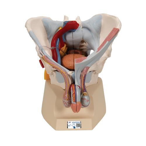 Male Pelvis Skeleton Model with Ligaments, Vessels, Nerves, Pelvic Floor Muscles & Organs, 7 part - 3B Smart Anatomy