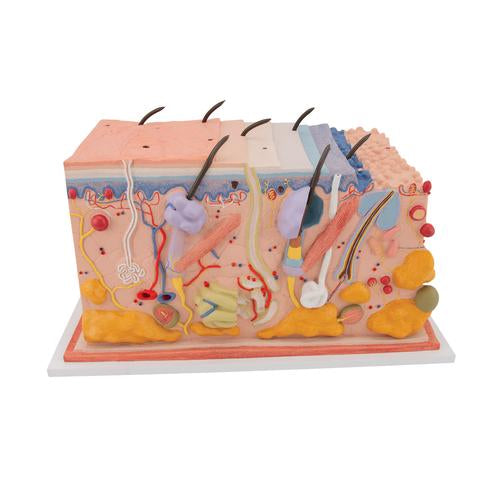Human Skin Section Model, 70 times Full-Size - 3B Smart Anatomy