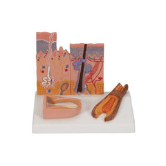 Microscopic Skin, Hair & Nail Model - 3B Smart Anatomy