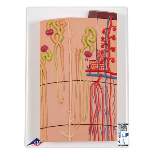 Nephrons and Blood Vessels Model, 120 times Full-Size - 3B Smart Anatomy