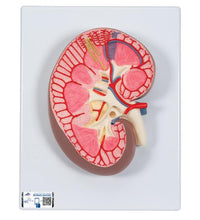 Kidney Section Model, 3 times Full-Size - 3B Smart Anatomy
