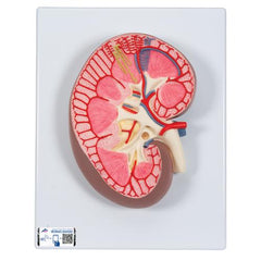 Kidney Section Model, 3 times Full-Size - 3B Smart Anatomy