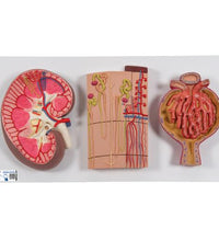 Human Kidney Section Model with Nephrons, Blood Vessels & Renal Corpuscle - 3B Smart Anatomy