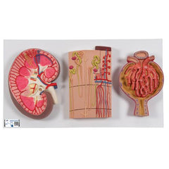Human Kidney Section Model with Nephrons, Blood Vessels & Renal Corpuscle - 3B Smart Anatomy