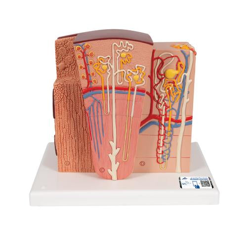 3B MICROanatomy Kidney Model - 3B Smart Anatomy