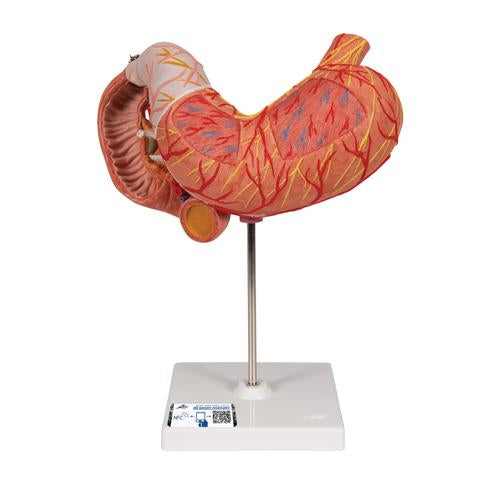 Human Stomach Model, 3 part - 3B Smart Anatomy