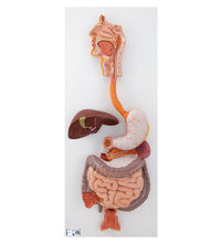 Human Digestive System Model, 3 part - 3B Smart Anatomy