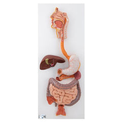 Human Digestive System Model, 3 part - 3B Smart Anatomy