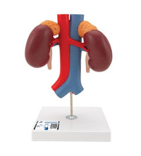 Human Kidneys Model with Vessels - 2 Part - 3B Smart Anatomy