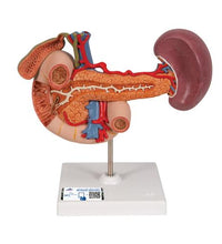 Life-Size Model of Rear Organs of Upper Abdomen - 3B Smart Anatomy