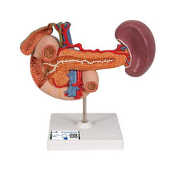 Life-Size Model of Rear Organs of Upper Abdomen - 3B Smart Anatomy