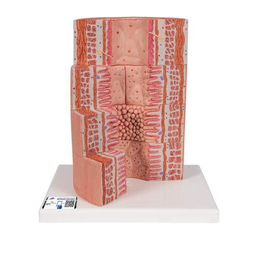 3B MICROanatomy Digestive System Model, 20-times Magnified - 3B Smart Anatomy