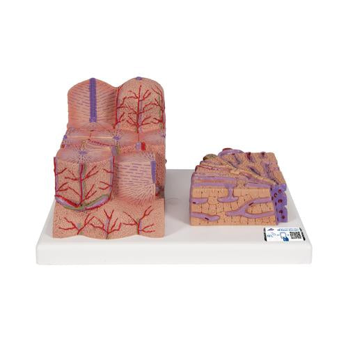 3B MICROanatomy Liver Model - 3B Smart Anatomy