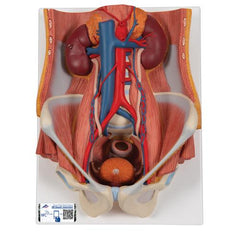 Dual Sex Urinary System Model, 6 part - 3B Smart Anatomy