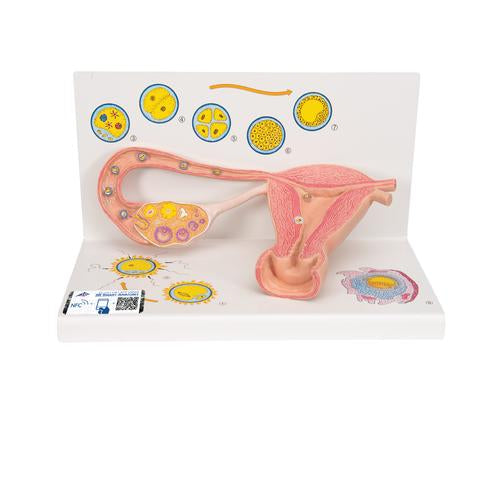 Ovaries & Fallopian Tubes Model with Stages of Fertilization, 2-times magnified - 3B Smart Anatomy