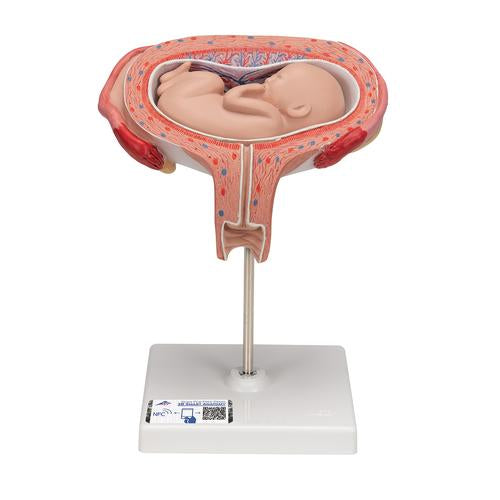 Fetus Model, 5th Month in Dorsal Position - 3B Smart Anatomy