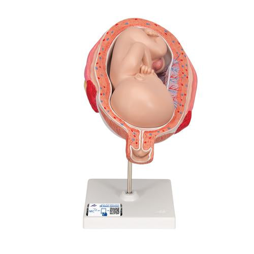 Fetus Model, 7th Month - 3B Smart Anatomy