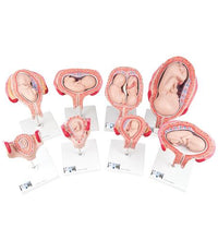 Pregnancy Models Series, 8 Individual Embryo & Fetus Models - 3B Smart Anatomy