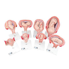 Pregnancy Models Series, 8 Individual Embryo & Fetus Models - 3B Smart Anatomy
