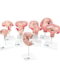 Deluxe Pregnancy Models Series, 9 Individual Embryo & Fetus Models - 3B Smart Anatomy