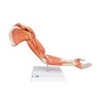 Life-Size Deluxe Muscle Arm Model, 6 part - 3B Smart Anatomy