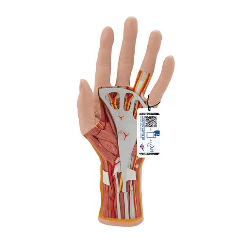 Life-Size Hand Model with Muscles, Tendons, Ligaments, Nerves & Arteries, 3 part - 3B Smart Anatomy