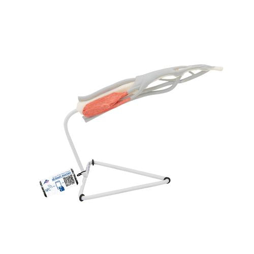 Life-Size Finger Model with Muscles & Tendons - 3B Smart Anatomy